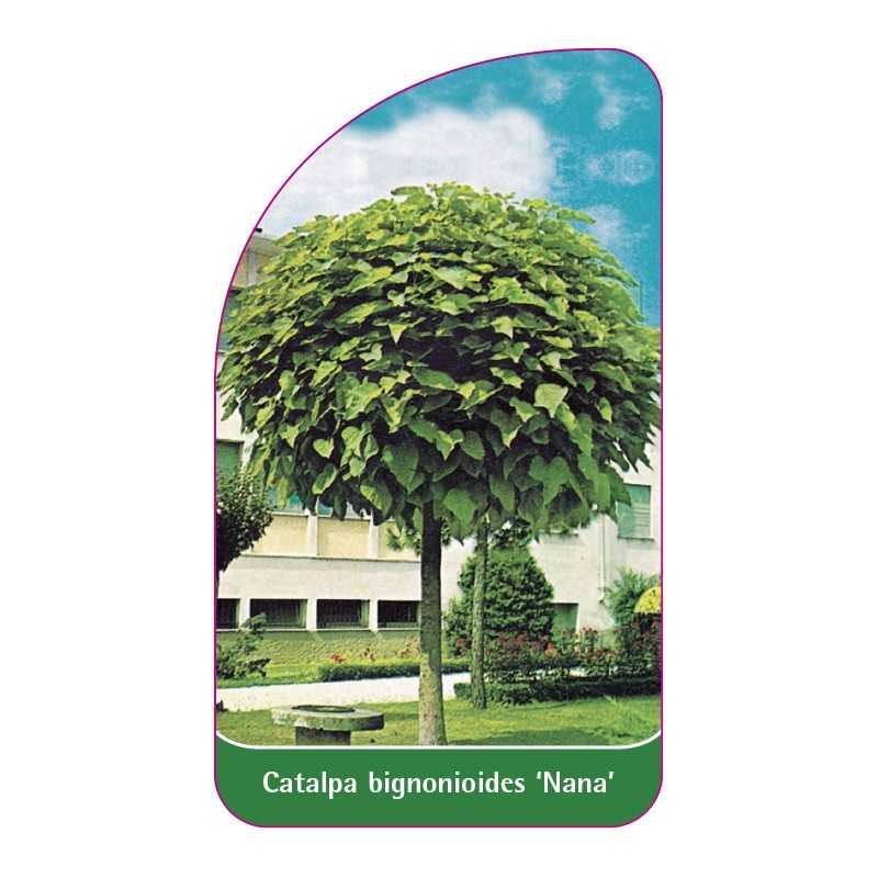 catalpa-bignonioides-nana-a1