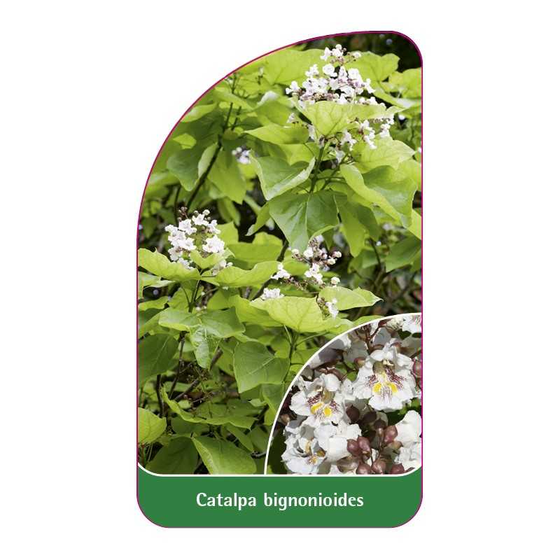 catalpa-bignonioides-b1