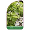 catalpa-bignonioides-b1