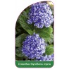 ceanothus-thysiflourus-repens1