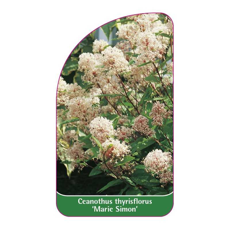 ceanothus-thyrsiflorus-marie-simon-1