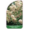 ceanothus-thyrsiflorus-marie-simon-1