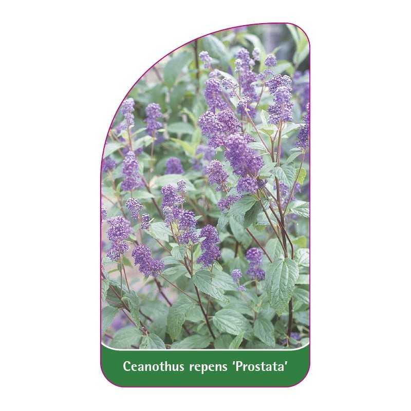 ceanothus-repens-prostata-1