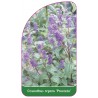 ceanothus-repens-prostata-1