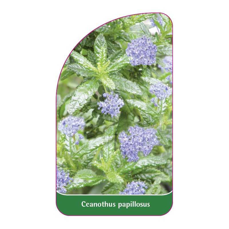 ceanothus-papillosus1