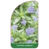 ceanothus-papillosus1