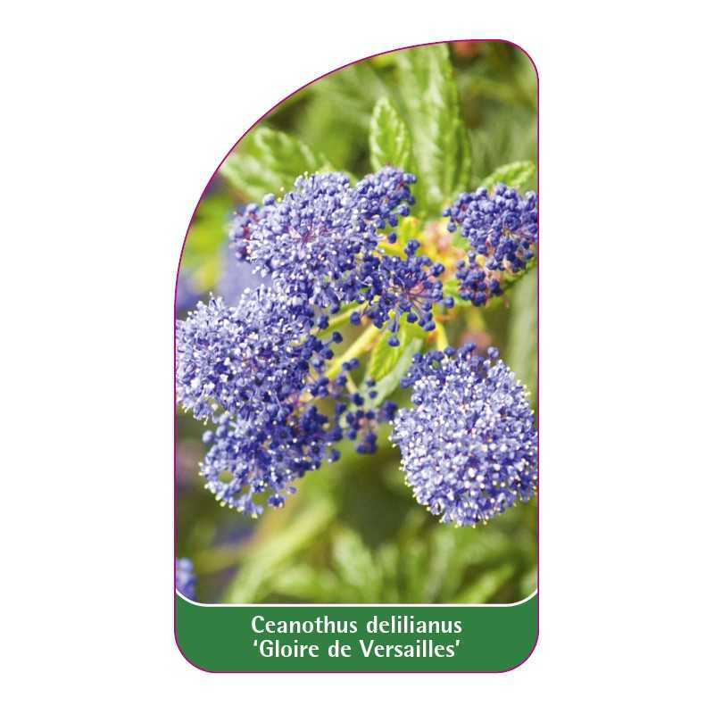 ceanothus-delilianus-gloire-de-versailles-b1