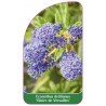 ceanothus-delilianus-gloire-de-versailles-b1