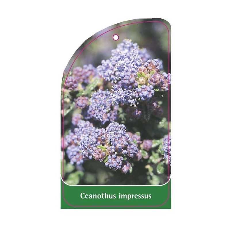 ceanothus-impressus1