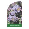 ceanothus-impressus1