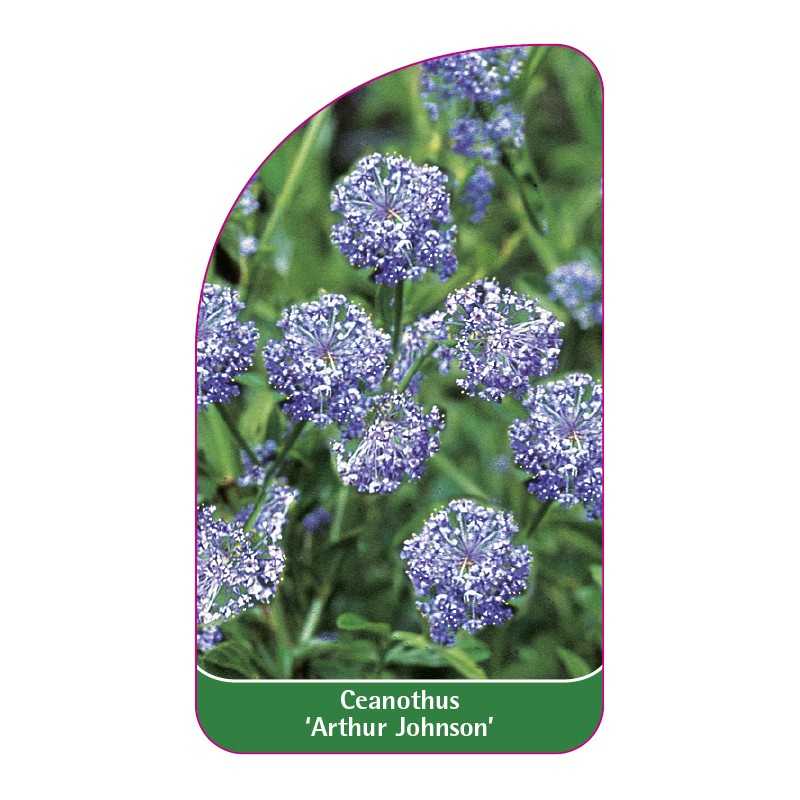 ceanothus-arthur-johnson-1