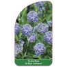 ceanothus-arthur-johnson-1