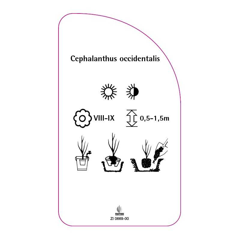 cephalanthus-occidentalis-guzikowiec0