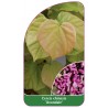 cercis-chinensis-avondale-1