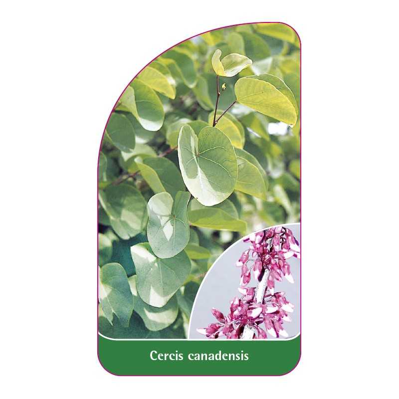 cercis-canadensis1