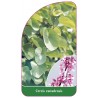 cercis-canadensis1