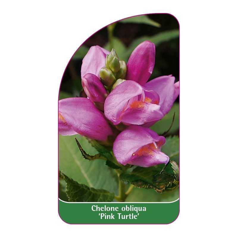 chelone-obliqua-pink-turtle-1