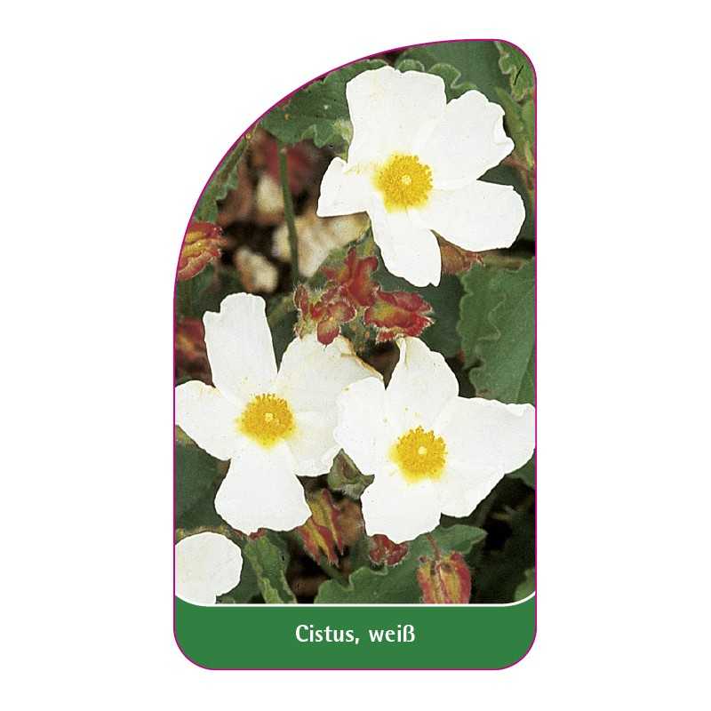 cistus-weiss1