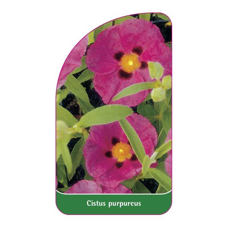 cistus-purpureus1