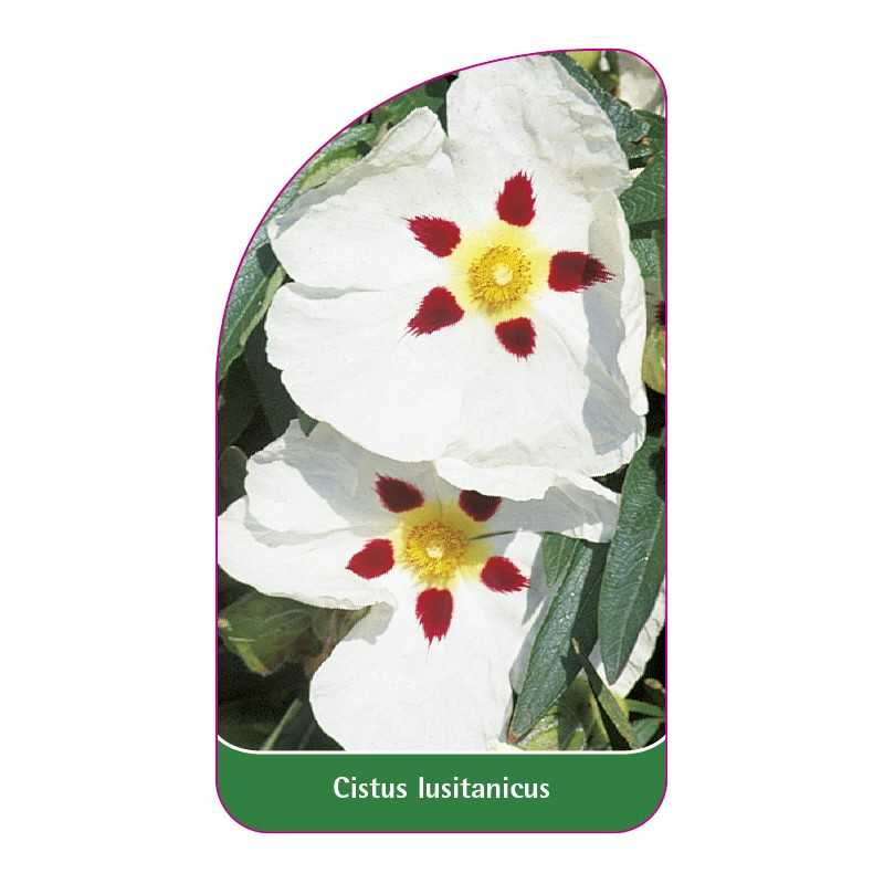 cistus-lusitanicus1