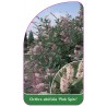 clethra-alnifolia-pink-spire-1