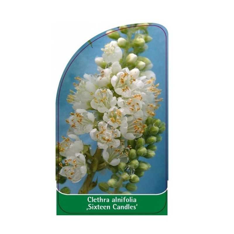 clethra-alnifolia-sixteen-candles-1