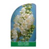 clethra-alnifolia-sixteen-candles-1