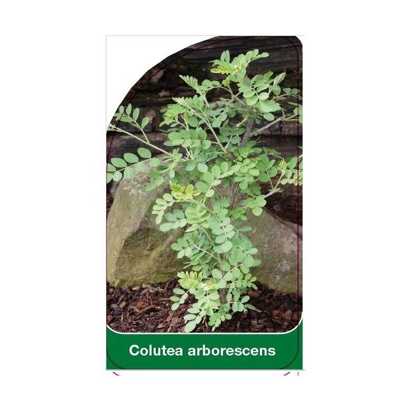 colutea-arborescens1