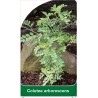 colutea-arborescens1