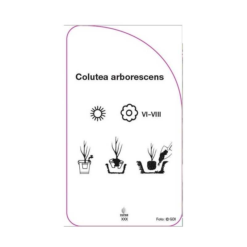 colutea-arborescens0