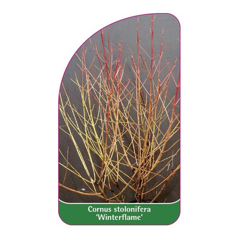 cornus-stolonifera-winterflame-1