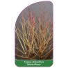 cornus-stolonifera-winterflame-1