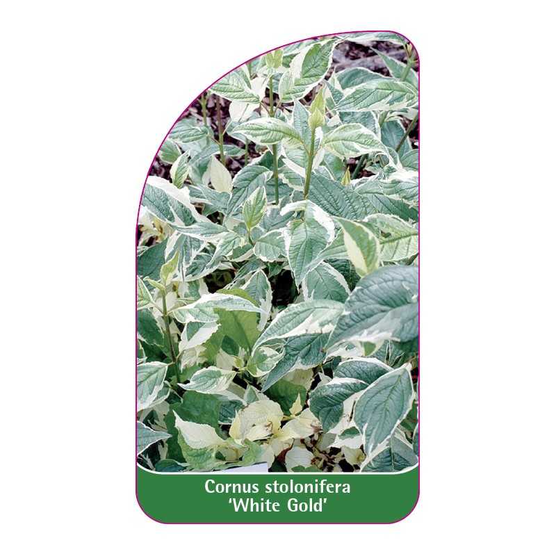 cornus-stolonifera-white-gold-1