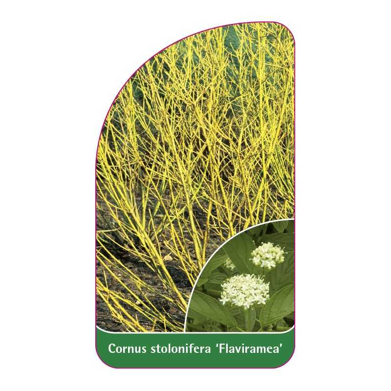 cornus-stolonifera-flaviramea-b1