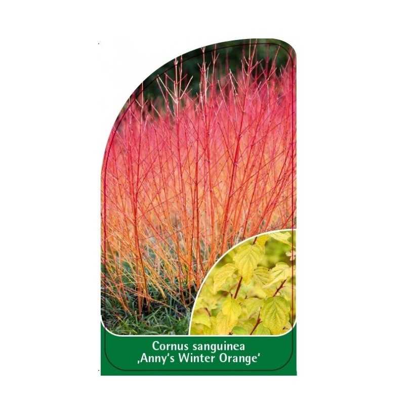 cornus-sanguinea-anny-s-winter-orange-1