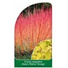 cornus-sanguinea-anny-s-winter-orange-1