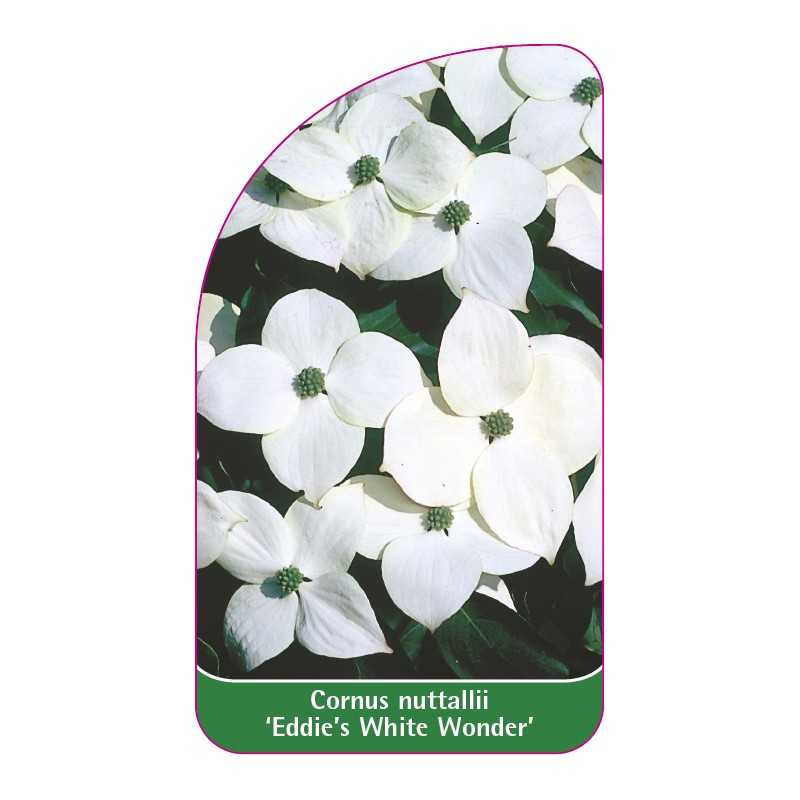 cornus-nuttallii-eddie-s-white-wonder-1