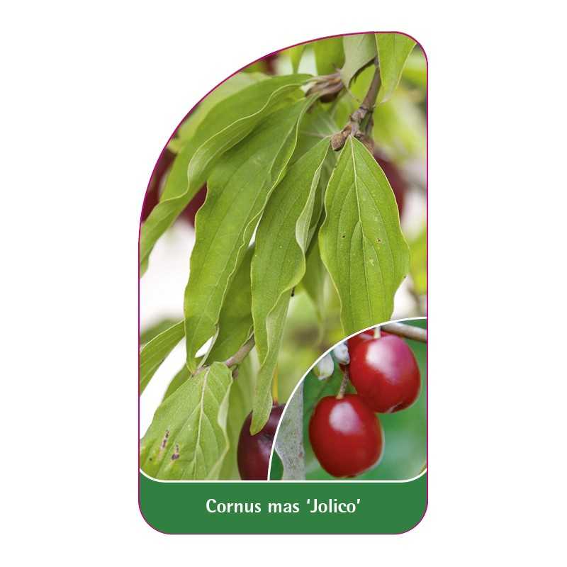 cornus-mas-jolico-1