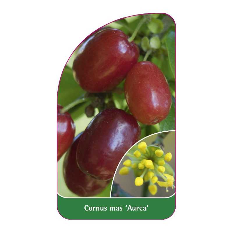 cornus-mas-aurea-1