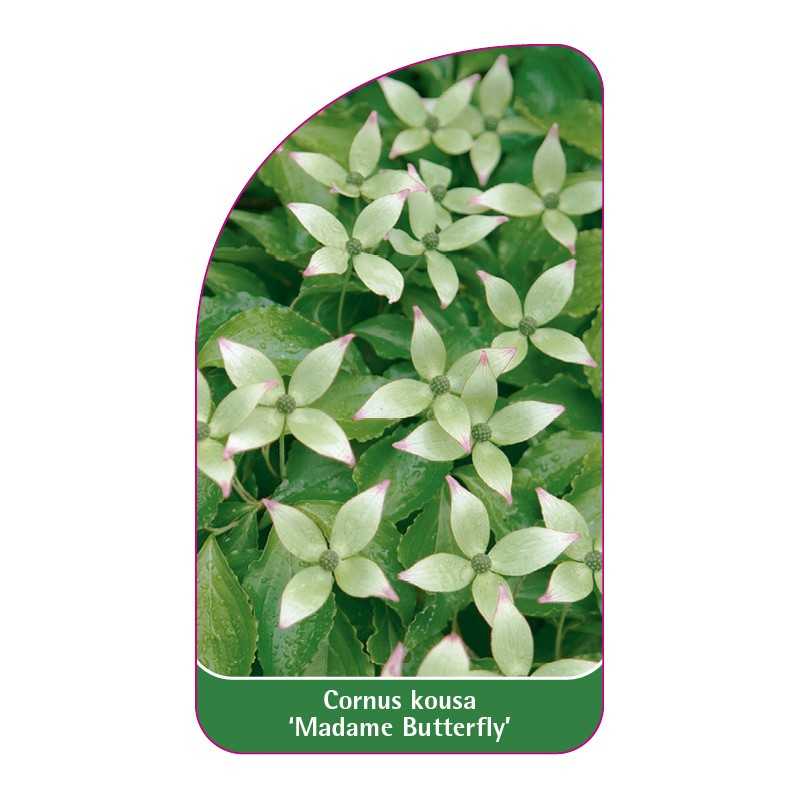 cornus-kousa-madame-butterfly-1