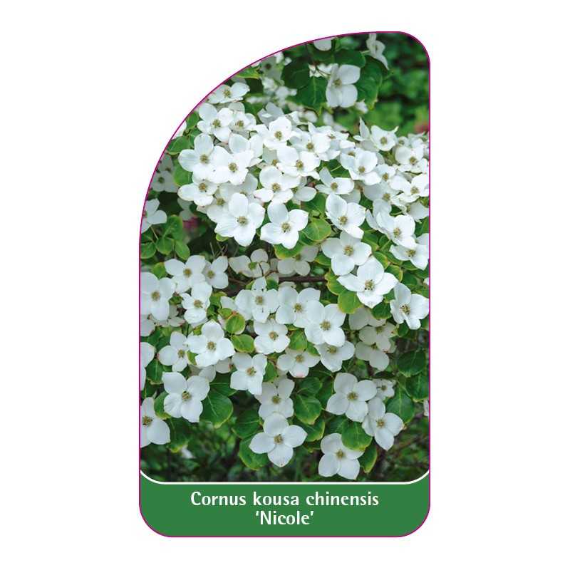 cornus-kousa-chinensis-nicole-1