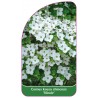 cornus-kousa-chinensis-nicole-1