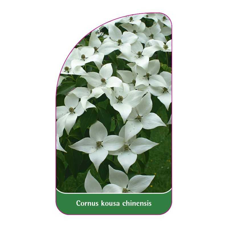 cornus-kousa-chinensis-b1