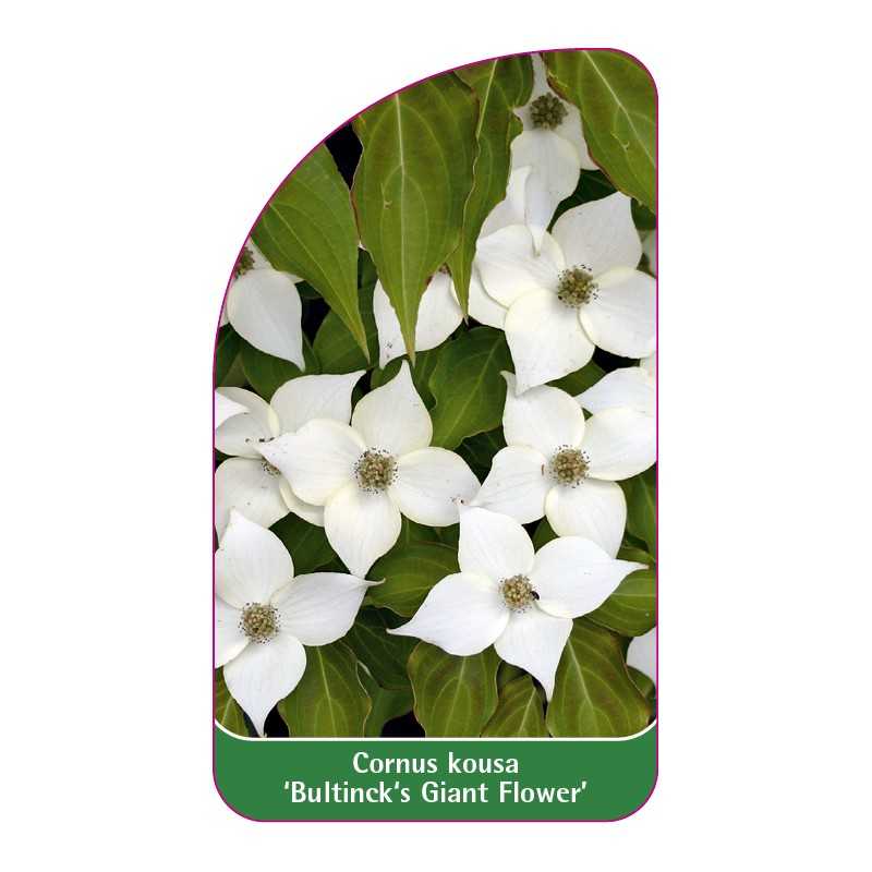 cornus-kousa-bultinck-s-giant-flower-1