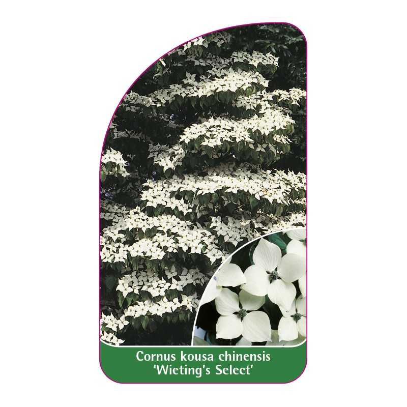 cornus-kosua-chinensis-wieting-s-select-1