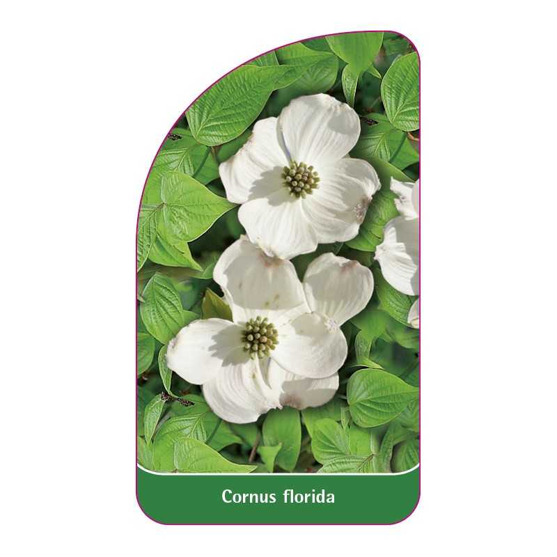 cornus-florida1