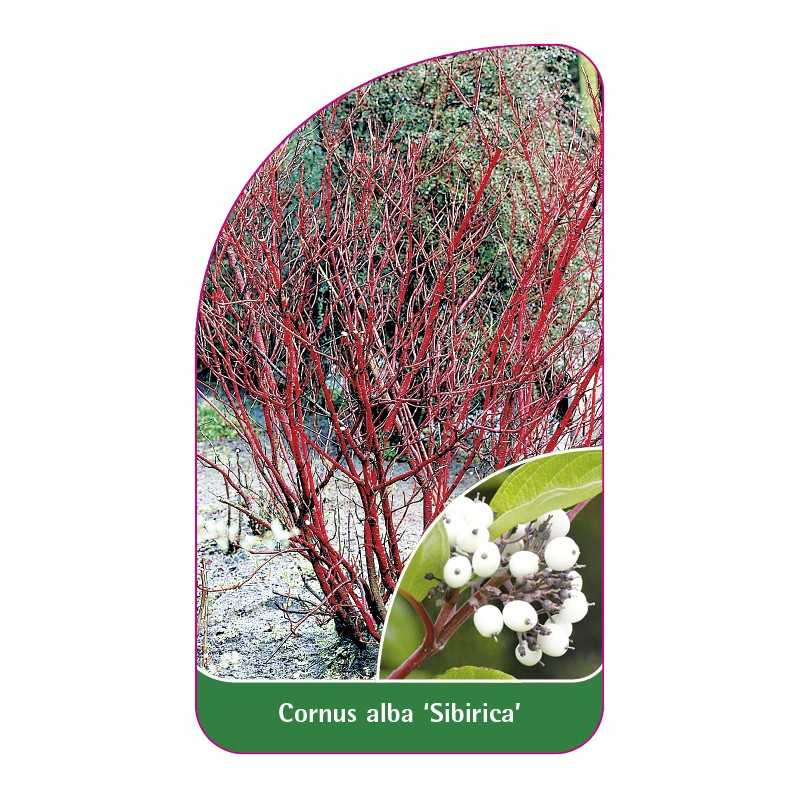 cornus-alba-sibirica-b1