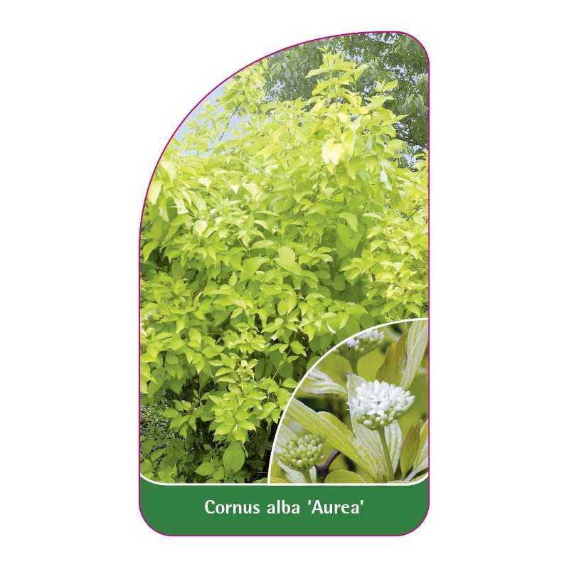 cornus-alba-aurea-1