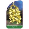 corylopsis-spicata1