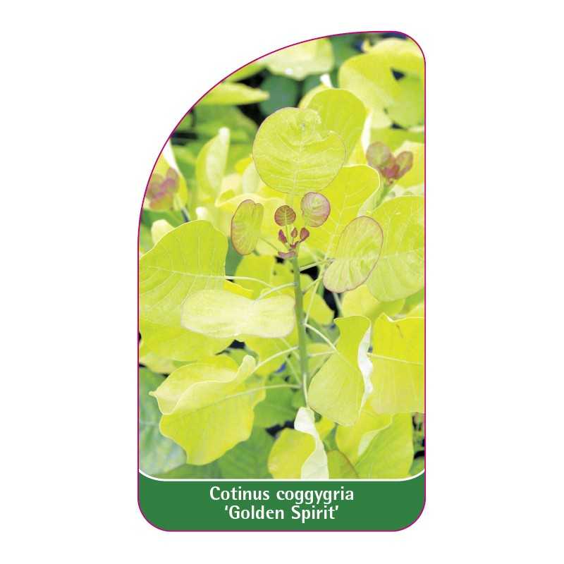 cotinus-coggygria-golden-spirit-1